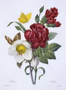 Hellebore and Carnation, fra 